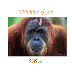 Orangutan thinking of you ecard