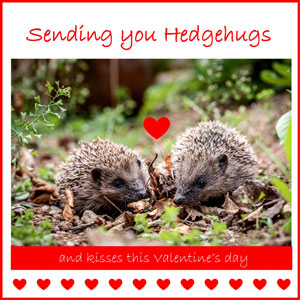 Two hedgehogs 'Sending you hedgehugs' Valentine's Day ecard