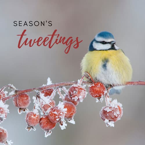 Season's tweetings bird christmas ecard