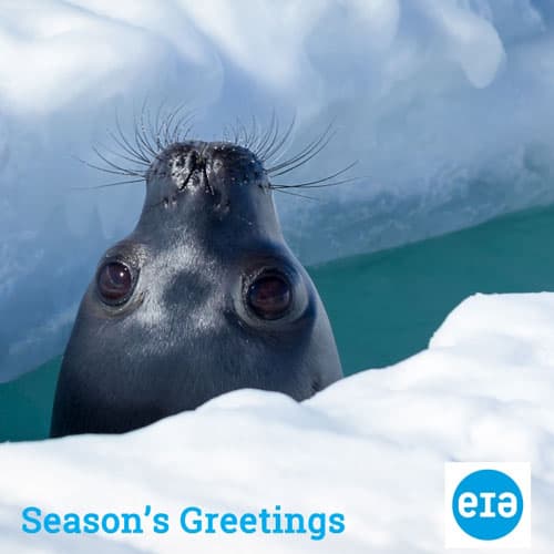 Seal poking head out of ice 'Season's Greetings' Christmas ecard