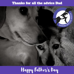 Dogs 'Thanks for all the advice' Father's day card