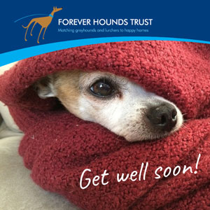 Get Well soon! dog ecard