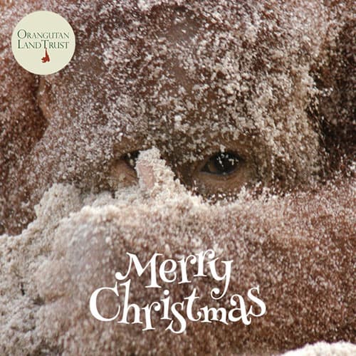 Orangutan snow 'Merry Christmas' Christmas ecard