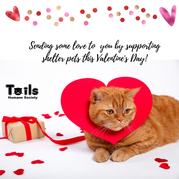 Support Shelter Pets with a Valentine's Day E-Card eCards