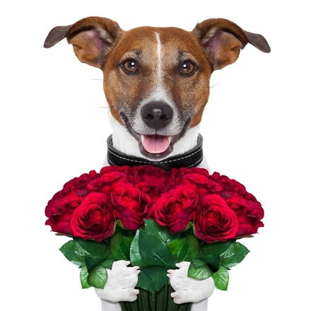 Send a Mother's Day e-card and donate the cost of cards and stamps to the dogs at Hope Rescue! eCards