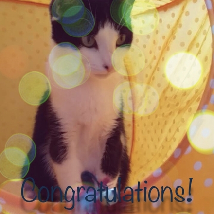 send e Congratulations Cards from Coventry Cat Group eCards