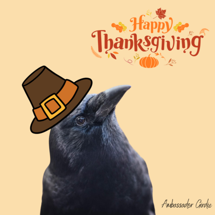 Send Thanksgiving e-cards featuring a Bird TLC Ambassador Bird! eCards