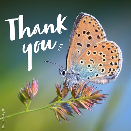 Say thank you with an e-card eCards