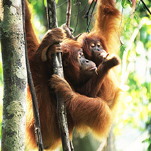 Protect Orangutans Alternative Gift