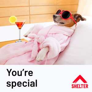 Dog at the spa 'You're special' Valentine's Day ecard