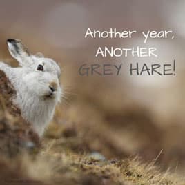 Hare coming out of warren 'Another year, another grey hare!' funny wildlife birthday ecard