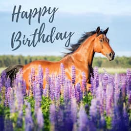 Horse galloping in field 'Happy Birthday' birthday ecard