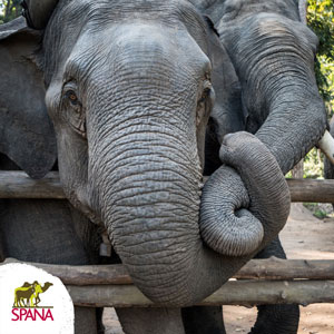 Elephants with trunks hugging Valentine's Day ecard