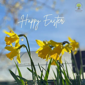 Daffodils 'Happy Easter' Easter ecard