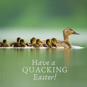 Ducklings following mother duck 'Have a Quacking Easter' Easter ecard