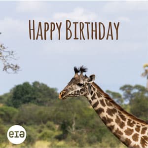 Giraffe 'Happy Birthday' birthday ecard