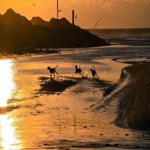 Beach scene dogs blank ecard