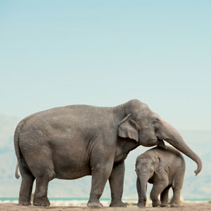 Mother Elephant and baby Mother's Day ecard USA