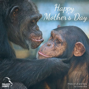 Project Chimps Mother's Day ecard USA