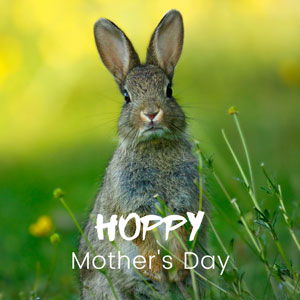 Rabbit in field 'Hoppy Mother's Day' Mother's Day ecard