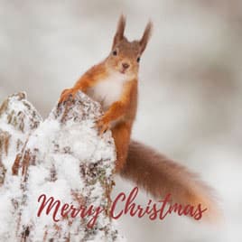 Squirrel with fluffy ears poking up 'Merry Christmas' christmas ecard
