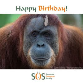 Orangutan with leaf on his head 'Happy Birthday!' funny birthday ecard