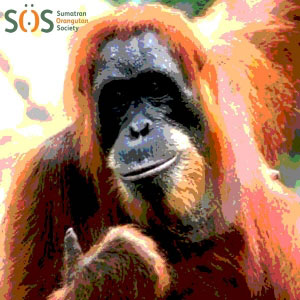 Orangutan thumbs up blank ecard