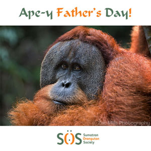 'Ape-y Father's Day!' Father's day ecard