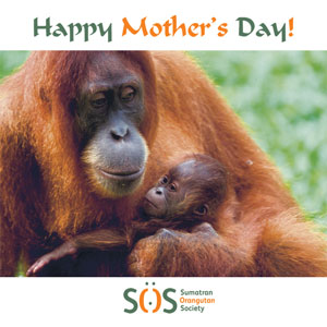 Orangutan mother holding baby 'Happy Mother's Day' Mother's day ecard
