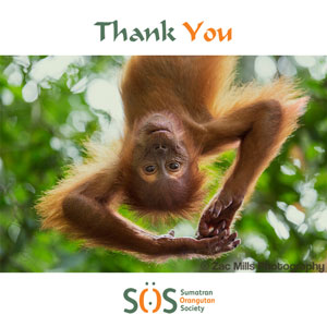 Orangutan hanging upside down Thank you ecard