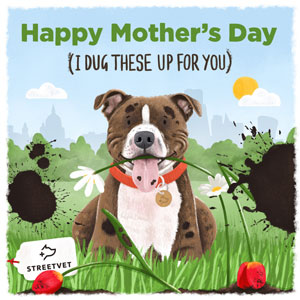 Staffy dog with flowers in mouth 'I dug these up for you' Mother's Day ecard