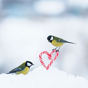 Bird on heart candy Valentine's Day ecard