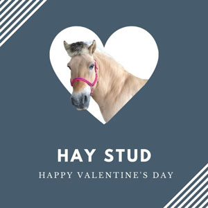 Horse 'Hay Stud' Happy Valentine's Day ecard