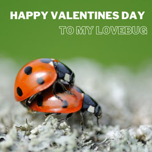 Ladybird 'To my lovebug' Valentine's Day ecard