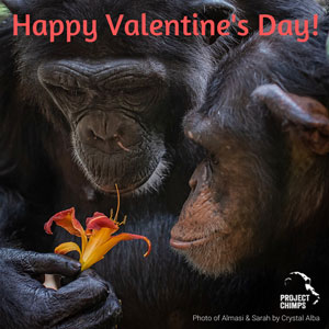 Apes sniffing flower 'Happy Valentine's Day!' ecard