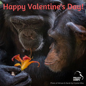 Apes sniffing flower 'Happy Valentine's Day!' ecard