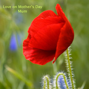 Poppy Mother's Day ecard