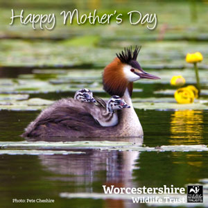Wildlife Mother's Day ecard