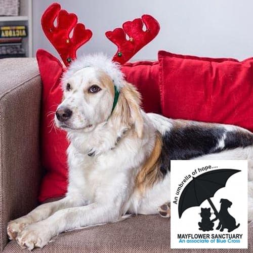 Dog wearing reindeer ears Christmas ecard