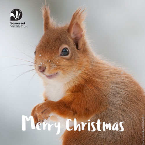 Squirrel with fluffy ears poking up 'Merry Christmas' christmas ecard