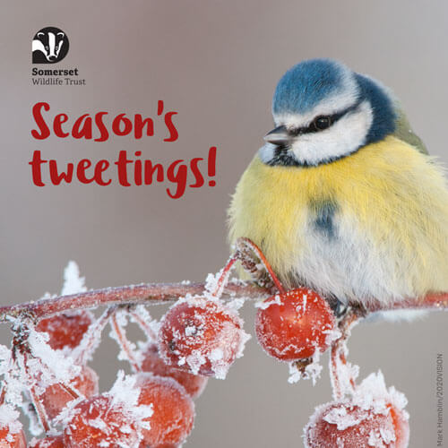 Season's tweetings