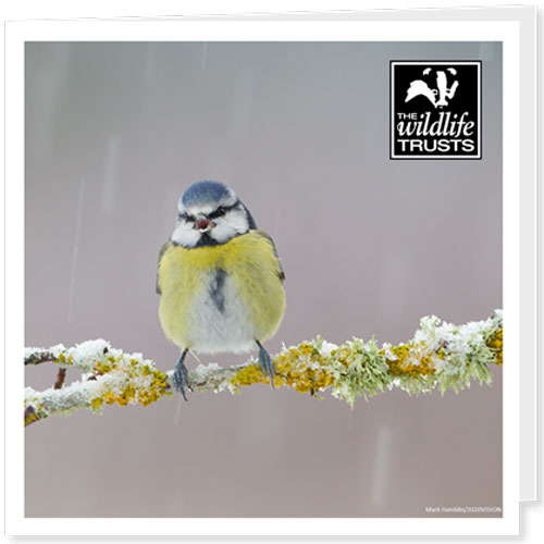 Bird song Wildlife Trusts Thank You ecard