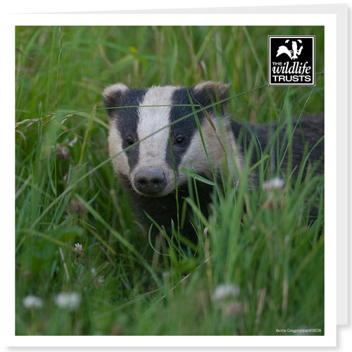 Badger in grass Wildlife Trusts birthday ecard