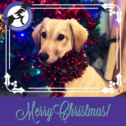Dog with tinsel around neck 'Merry Christmas' Christmas ecard