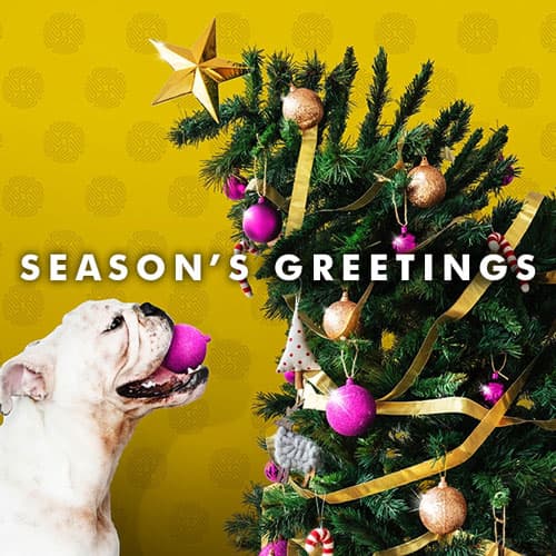Bulldog putting baubles on tree with mouth 'Season's Greetings' Christmas ecard