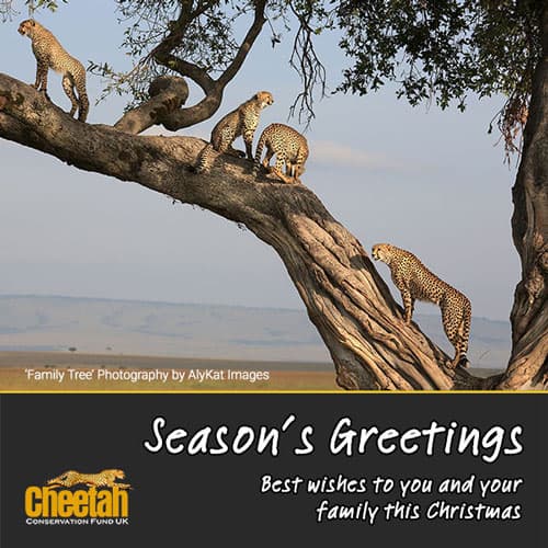 Cheetahs on a tree 'Season's Greetings' Christmas ecard