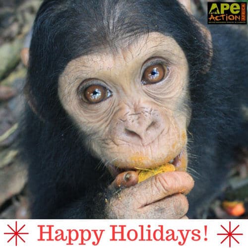 Ape eating 'Happy Holidays!' Christmas card