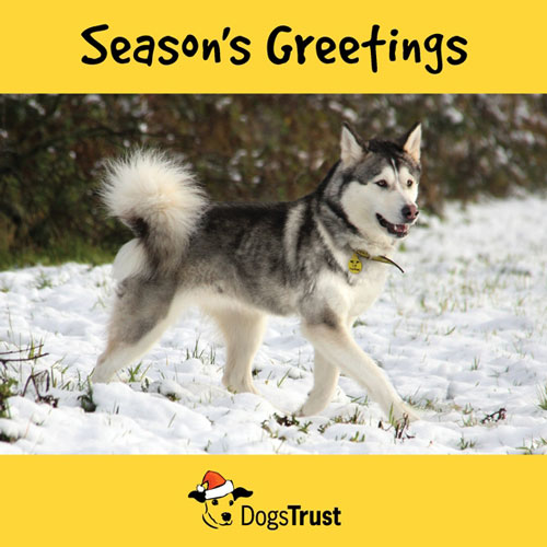 Husky dog walking in snow 'Season's Greetings' corporate Christmas ecard
