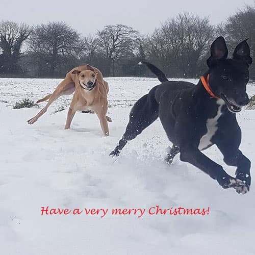 Dogs running in snow 'Have a very merry Christmas!'  Christmas ecard