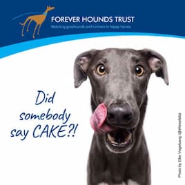 Dog licking chops 'Did somebody say cake?!' funny birthday ecard